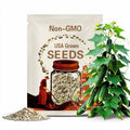 50+ Hmong Cucumber 'Dib Hmoob' Seeds Heirloom Non-GMO