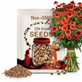 200 Adobe Orange Coneflower Seeds | Echinacea hybrida | Bright Orange Blooms | Perennial Garden Flower for Borders & Pots