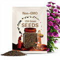 50 Double Purple Cape Daisy Seeds: Rare 3D Osteospermum Blooms