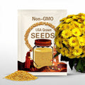 500 YELLOW CHRYSANTHEMUM Morifolium Flower Seeds