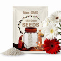 200+ White & Red Gerbera Daisy Seeds – Bold Two-Tone Blooms for Garden Planting, Long-Stemmed Flowers for Beds and Bouquets