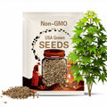 Trident Maple Tree Seeds (ACER BUERGERIANUM) (Dewinged) (Three-Toothed Maple)