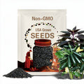 Premium Black Beauty Zucchini - 25 Fresh, organic, heirloom seeds - The most popular zucchini variety in the world!