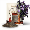 Siberian Iris 30 Seeds: Black Flowered Beauty with Velvety Blooms