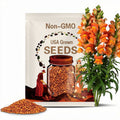 Potomac Orange Snapdragon Seeds-Cold Resistant -Attracts pollinators -Open-Pollinating-Plant before the frost/after frost#39